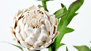 Фарфоровые цветы Владимира Каневского