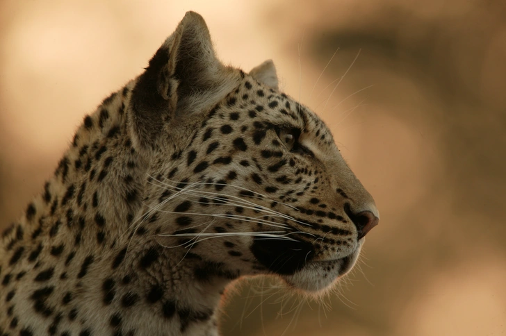 Замуррчательный февраль: месяц больших кошек на National Geographic Wild