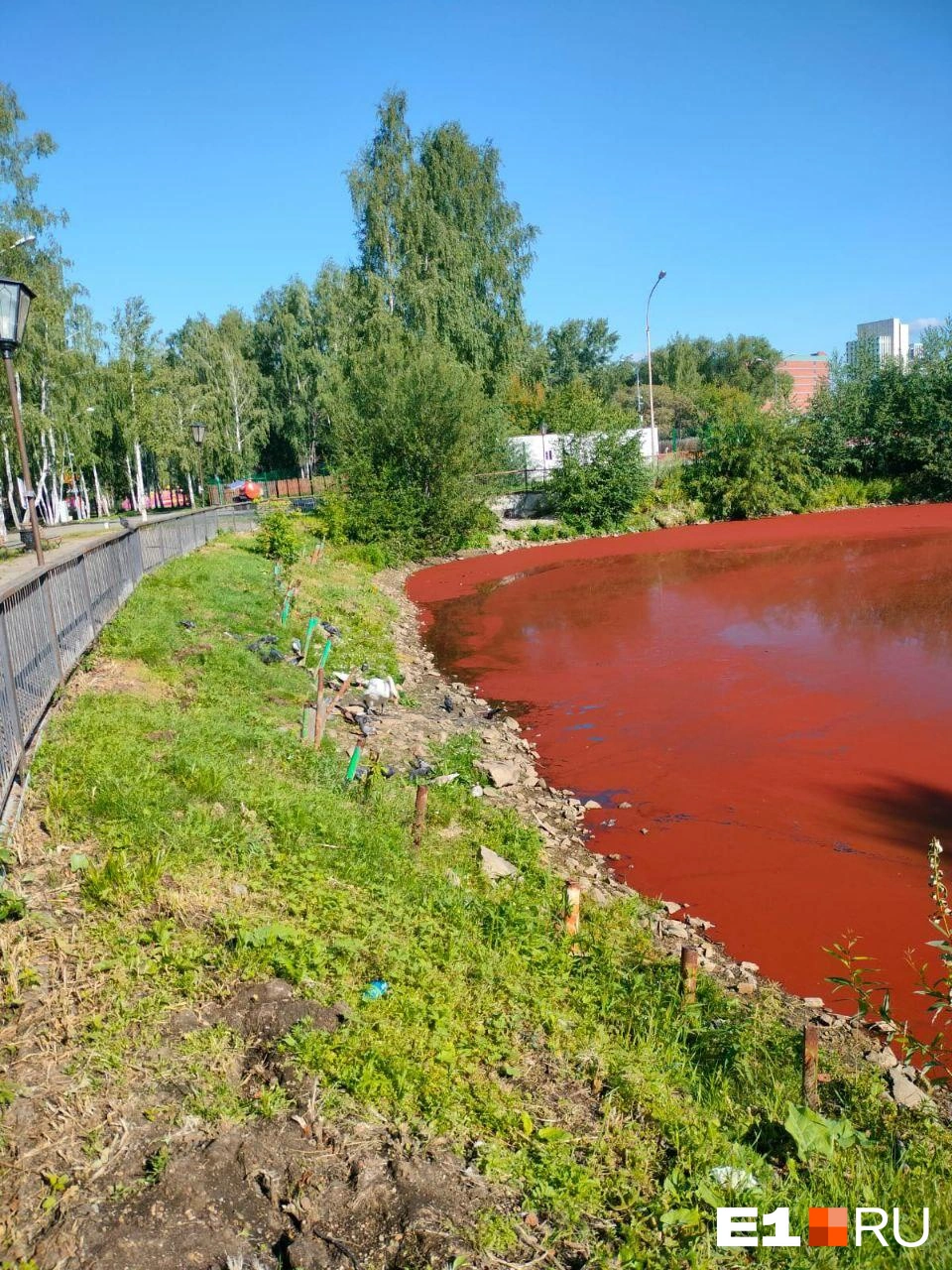 Почему в Екатеринбурге в Парке Маяковского покраснело озеро - 25 июля 2023  - Е1.ру