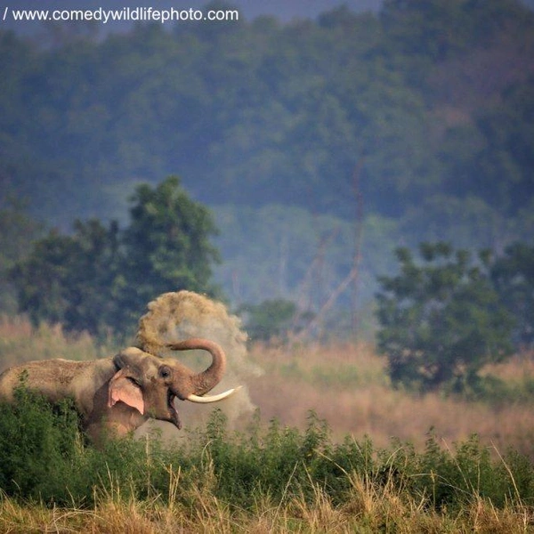 Источник: Comedy Wildlife Photography Awards