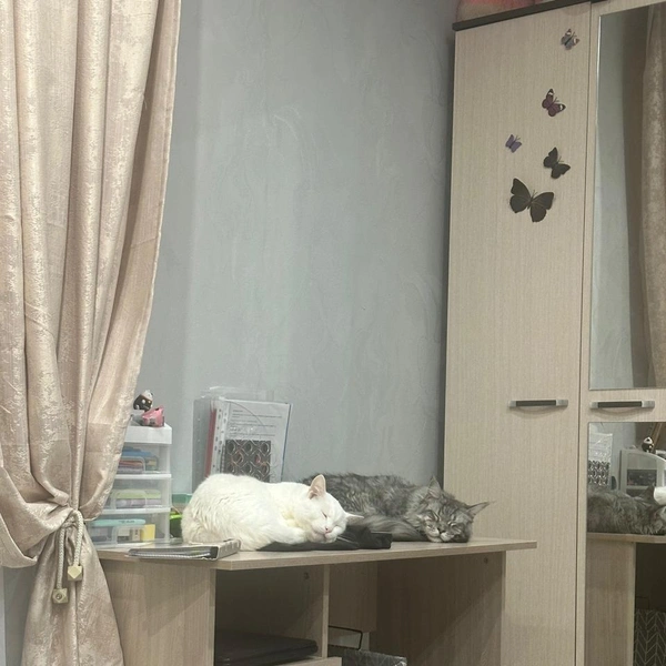 У Моники есть любимый друг | Источник: предоставила хозяйка