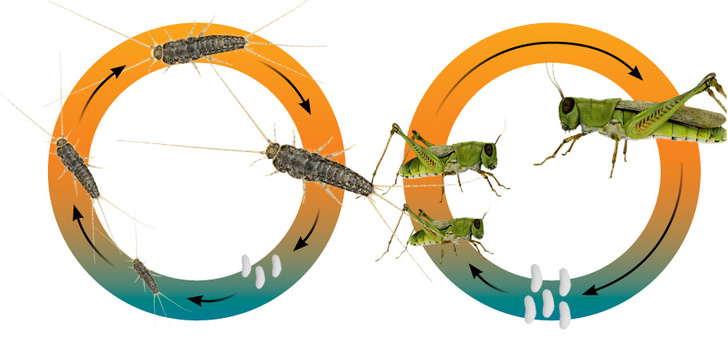 Мастера превращений: как насекомые проходят удивительный путь от личинки до  взрослой особи | Вокруг Света