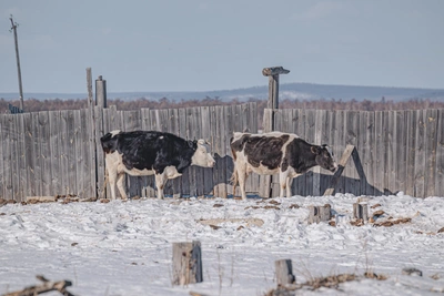 Травников назвал условия снятия карантина из-за пастереллеза