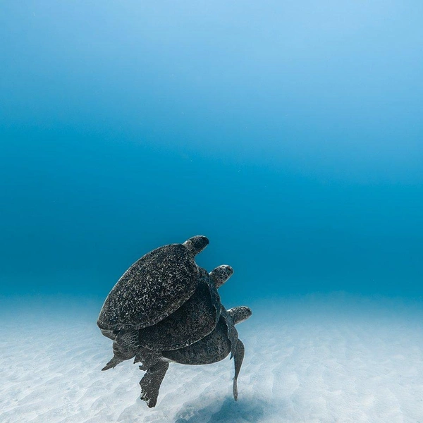 Победитель в номинации «Фото на смартфон / экш-камеру» | Источник: Luciano Morales Corinaldesi / Underwater Awards Australasia 2025