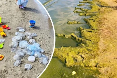 Пляж Анапы заполонили медузы: фото и видео
