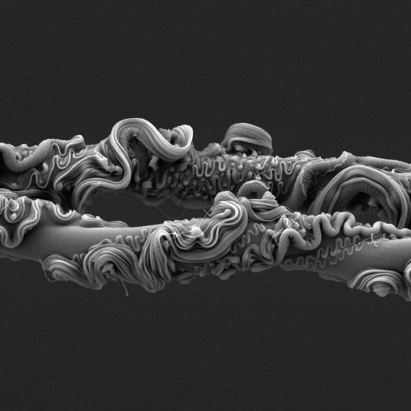 Абсолютным победителем конкурса и победителем в номинации «Микрофотография» стал снимок Мартина Рамиреса, запечатлевшего при помощи микроскопа две нити паутины обитающего в Австралии паука Asianopis subrufa. Особенность этих пауков заключается в том, что они нападают на пролетающих насекомых из засады, набрасывая на них свою паутину | Источник: Martin J. Ramirez / The Royal Society Publishing Photography Competition 2025