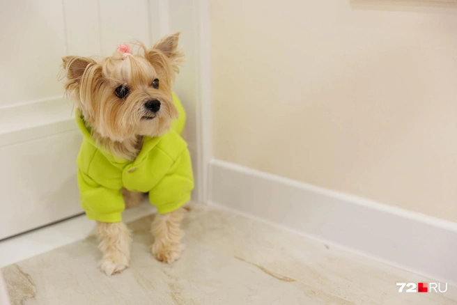 Холли, как объяснила нам Елена, более своенравная. Одеваться она не любит, но позволяет себя наряжать | Источник: Ирина Шарова / 72.RU