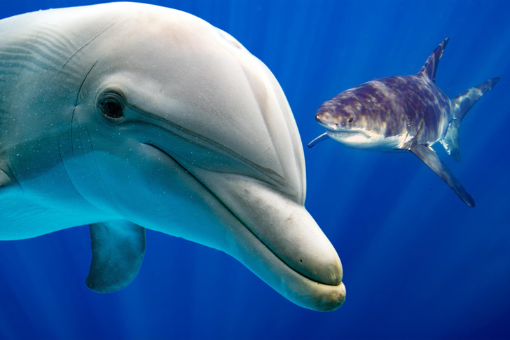Боятся ли акулы дельфинов?