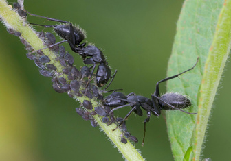 Одна голова на всех: ученые сравнили колонию муравьев с нейросетью