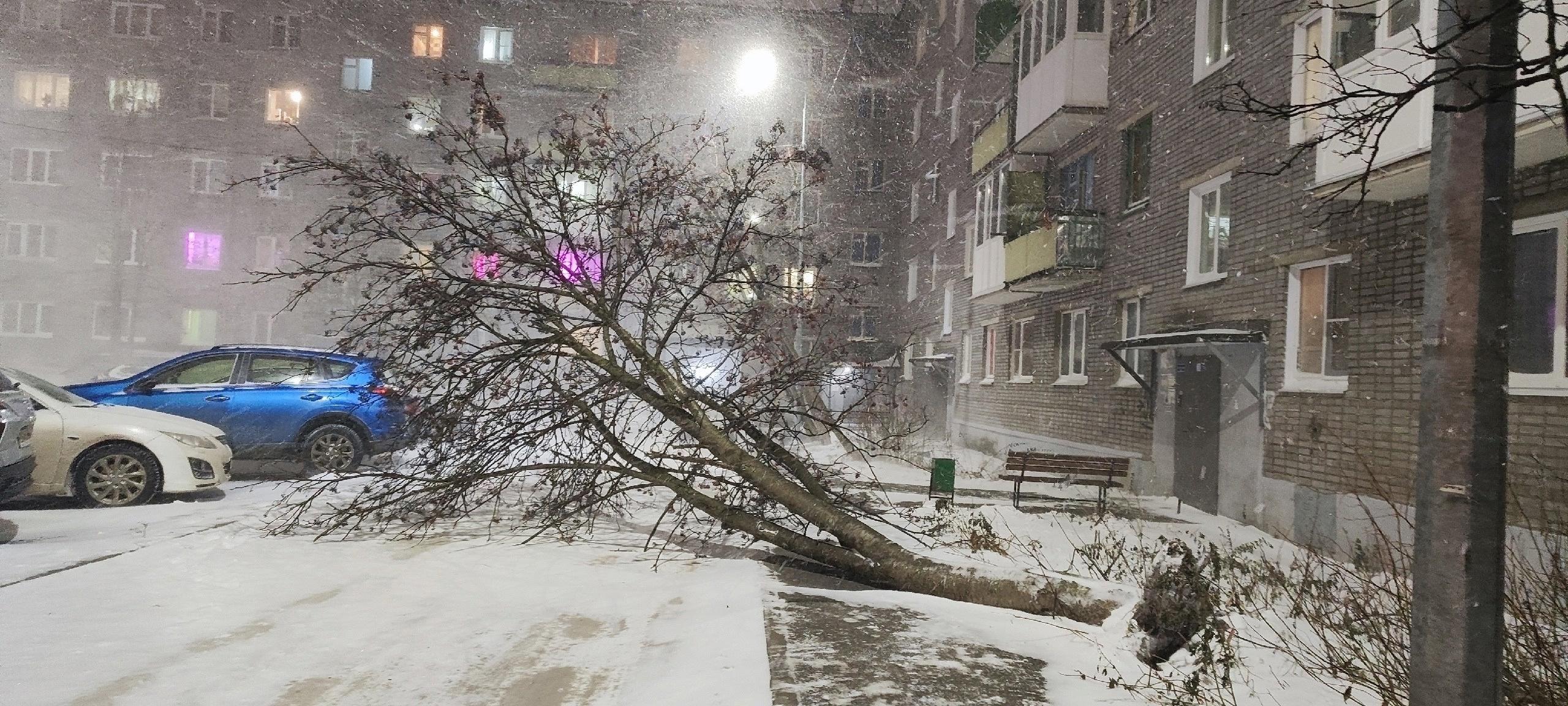 Повалены остановки, вырваны деревья, разбиты витрины. В Апатитах бушевала непогода: ждать ли урагана в Мурманске