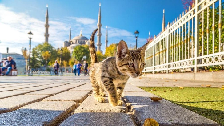 8 вещей, которые стоит сделать в Стамбуле для душевного равновесия