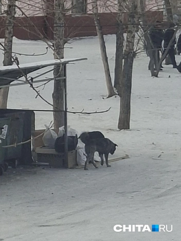 Источник: очевидец