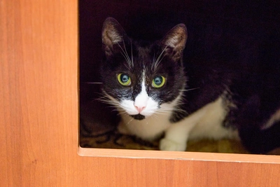 Приставы взыскали 100 тыс. рублей за гибель кошки в самолете