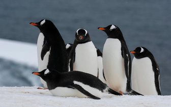 Холодный дом: как пингвины получили в свое распоряжение целый континент