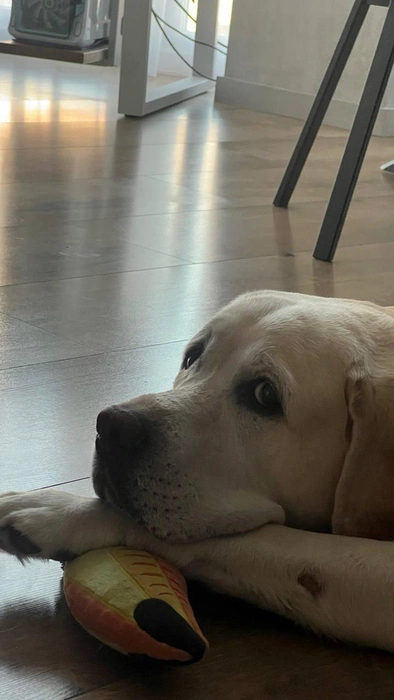 И не забудьте погладить своих хвостиков! | Источник: читатель 63.RU