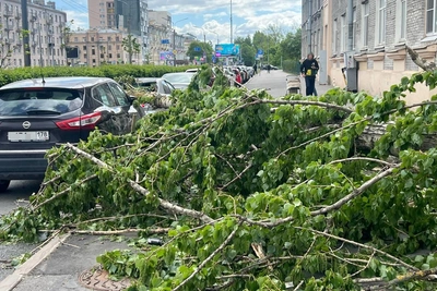Лесоповал в Петербурге: поваленные деревья, пробки, повреждения