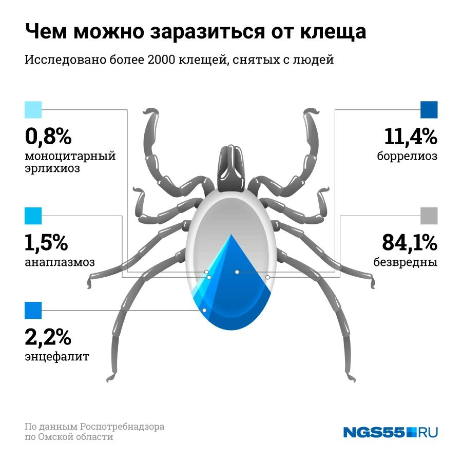 От рвоты до паралича: чем грозят укусы клещей в Омской области, 1 августа  2019 - 1 августа 2019 - НГС55.ру