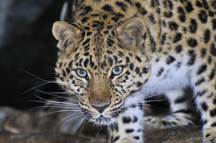 В России появился новый заказник для сохранения тигров и леопардов