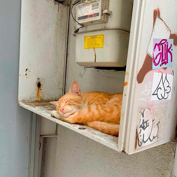 Источник: istanbulcatsofficial