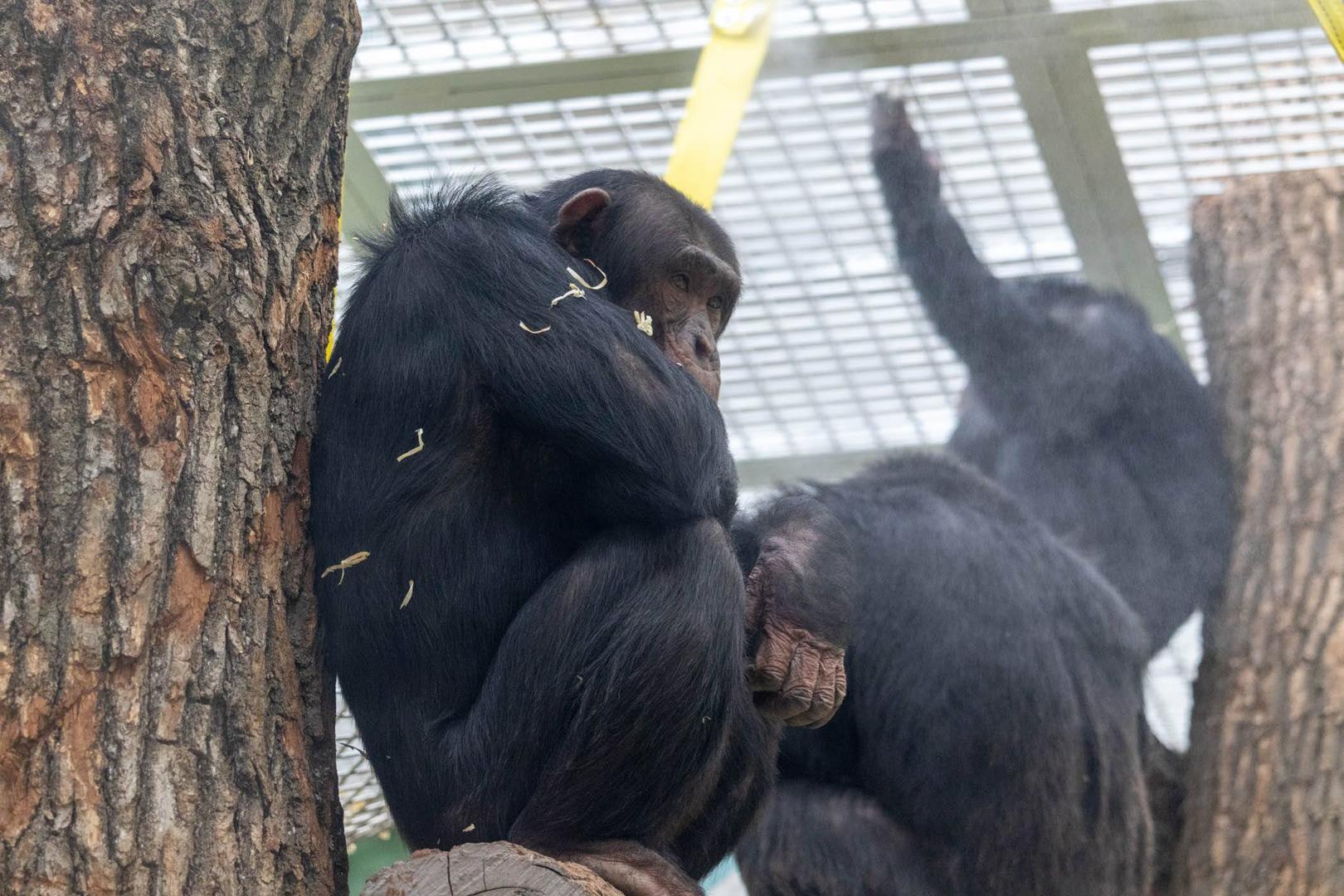 Какие нарушения обнаружили в зоопарке Казани «Река Замбези» - 16 мая 2024 -  116.ру