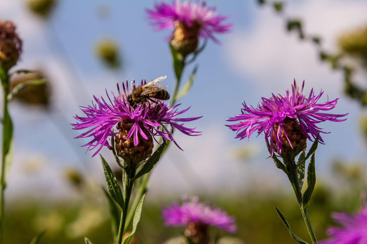 Здоровье из улья: как живут и в чем нам помогают медоносные пчелы