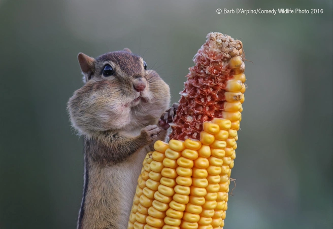 Источник: Bard D'Arpino / Comedy Wildlife Photo Awards