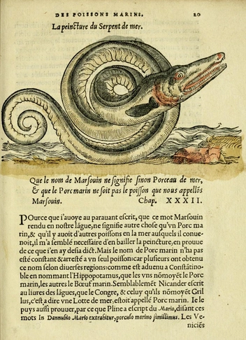 Изображение угря из книги натуралиста XVI века Пьера Белона | Источник: Public Domain