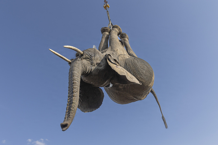 Слона из Малави готовят к переезду в новый дом