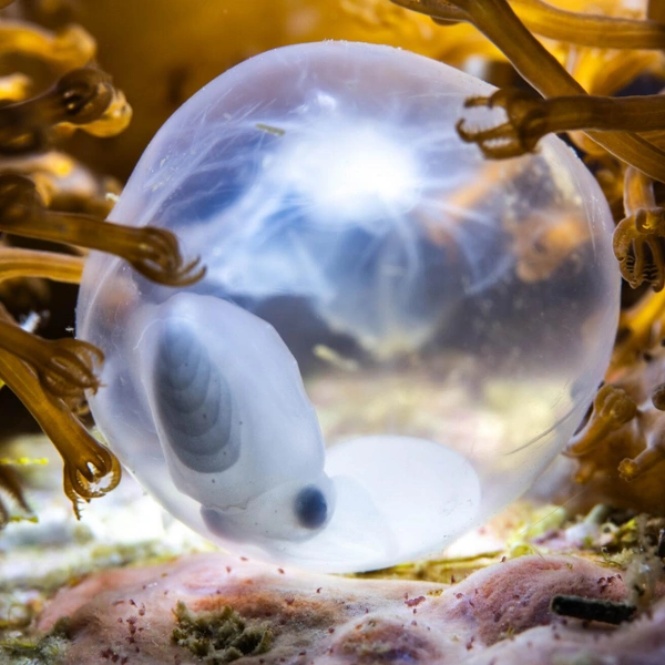 Второе место в номинации «Охрана среды: надежда» | Источник:  László Földi / Ocean Photographer of the Year 2025