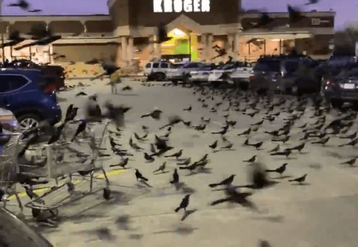 «Они роились как мухи». В Техасе торговый центр атаковали тысячи птиц, как по Хичкоку (видео)