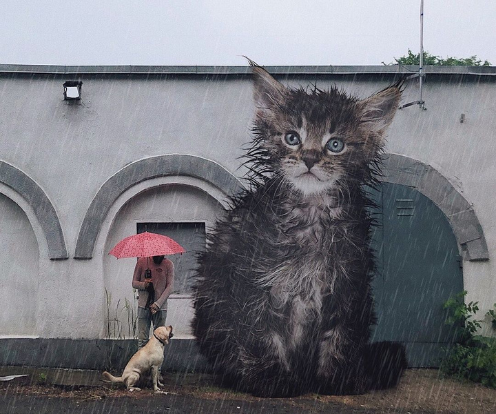 Инстаграм (запрещенная в России экстремистская организация) дня: Рекламщик из России и его гигантские коты