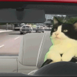 Grumpy Cat 2.0: нашелся самый суровый кот в Интернете