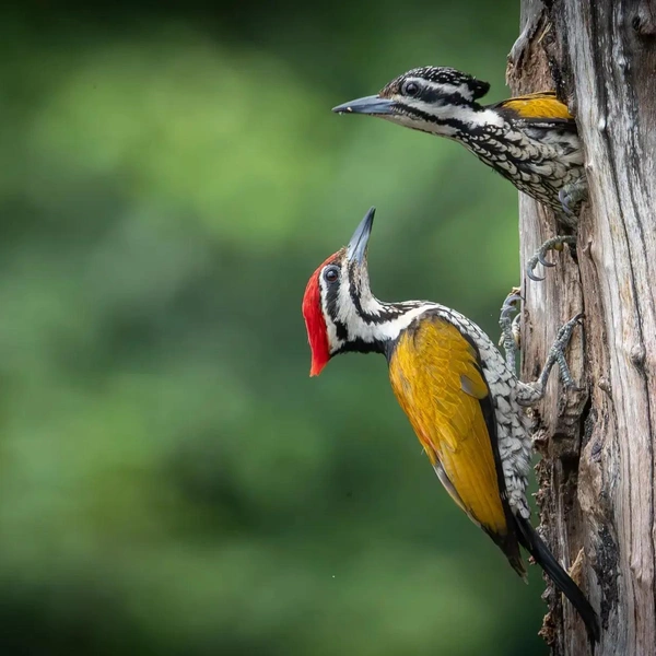 Дорогая, вот я и вернулся! | Источник: Girish Jamadagni / The Nature Photography Contest
