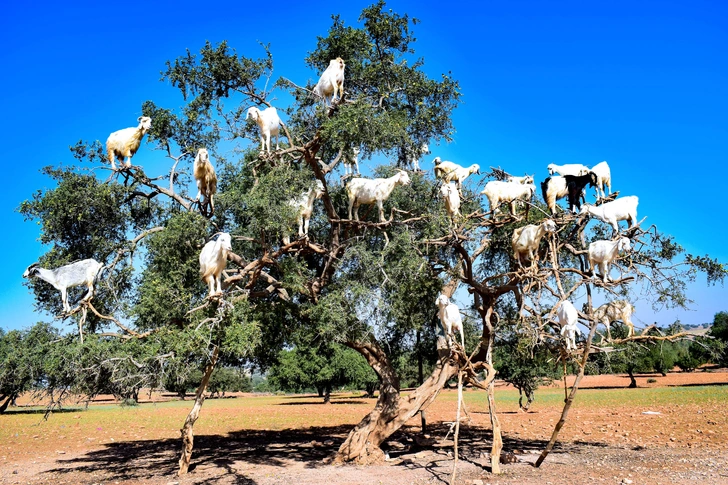 Источник: Allik via Shutterstock/Fotodom.ru