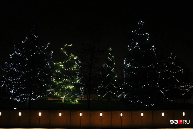 Украшенные гирляндами ёлки | Источник: Дарья Паращенко / 93.RU