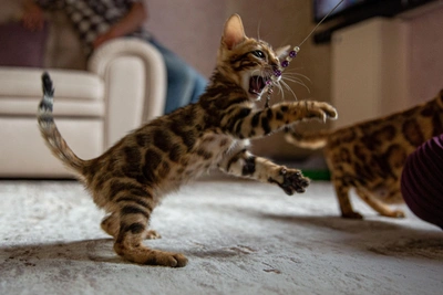 Пять пород кошек с минимальной линькой для любителей чистоты