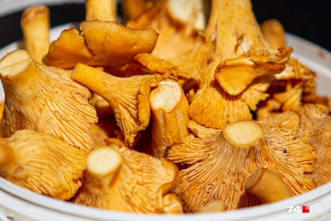 Шеф-повара называют лисички самыми гастрономичными грибами, а горожане — безвкусными | Источник: Илья Бархатов / 74.RU