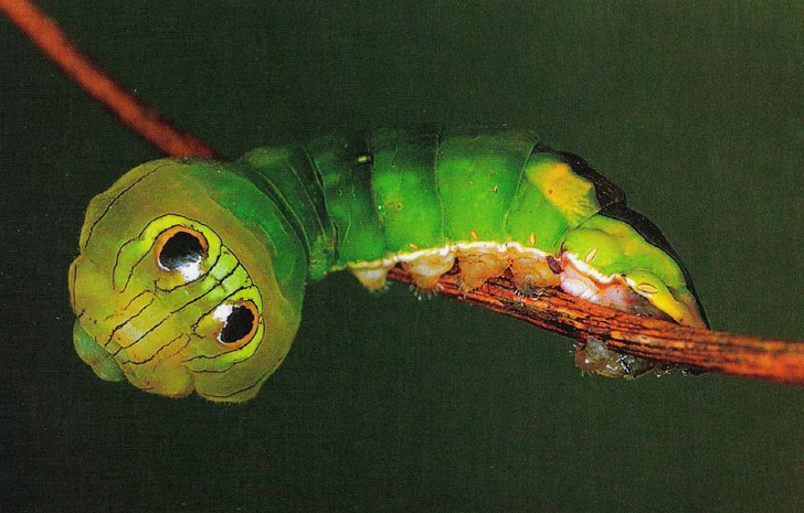 Школа выживания: посмотрите на 7 удивительных гусениц, которые научились защищаться от хищников
