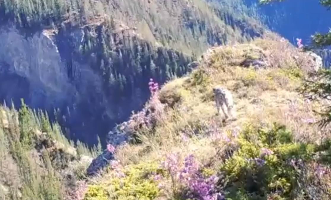 Фотоловушка засняла прогулку снежного барса на Алтае — видео