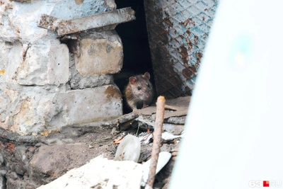 Court closes Samara kebab shop over rat infestation