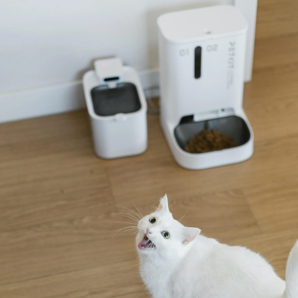 Как живет самая популярная кошка в России: 20 фото, которые вызывают зависть | Источник: личный архив