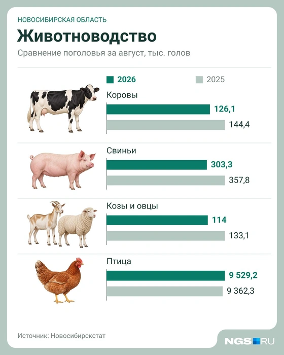 Сильнее всего упало количество овец и коз  | Источник: Юрий Орлов / Городские порталы 