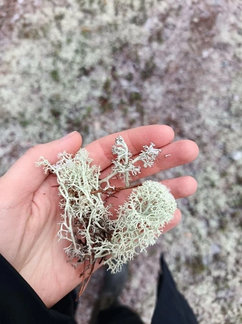 Источник: Варвара Сузько