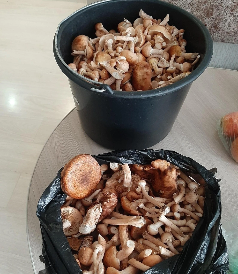 Около Красного поля обстановка такая. И это за три часа | Источник: Юрий Щербинин / Грибы Челябинской области