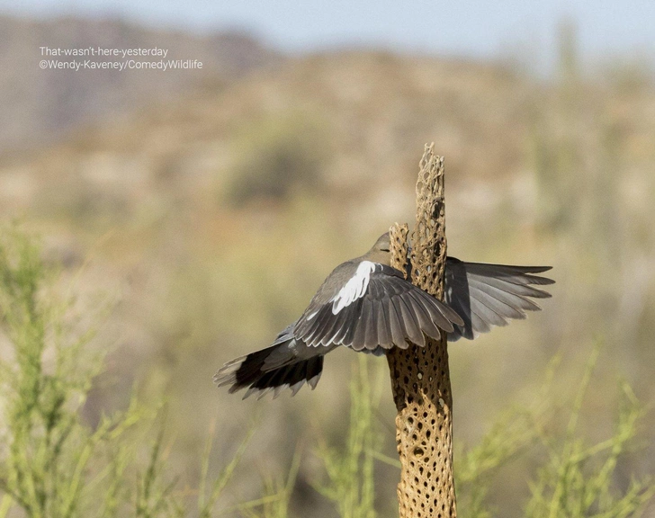 Самые смешные животные в дикой природе в 2023 году | Источник: Comedy Wildlife Photography Awards