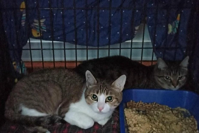 Котов привезли в приют в начале октября | Источник: «Наследие Бастет» / Vk.com