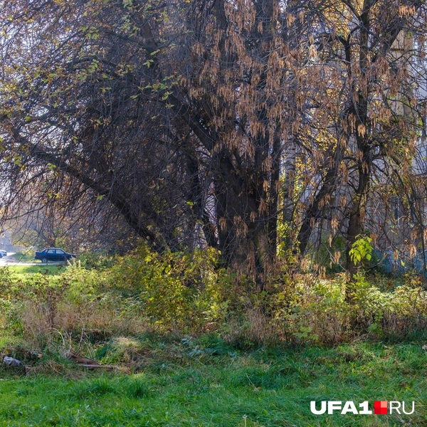 Еще тут много зелени | Источник: Булат Салихов / UFA1.RU