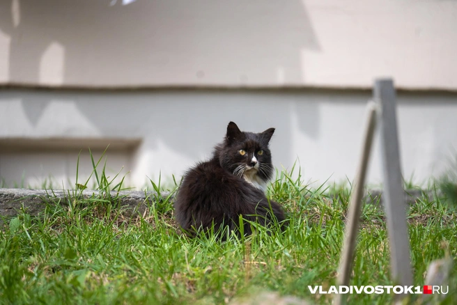 Источник: Елена Буйвол / VLADIVOSTOK1.RU
