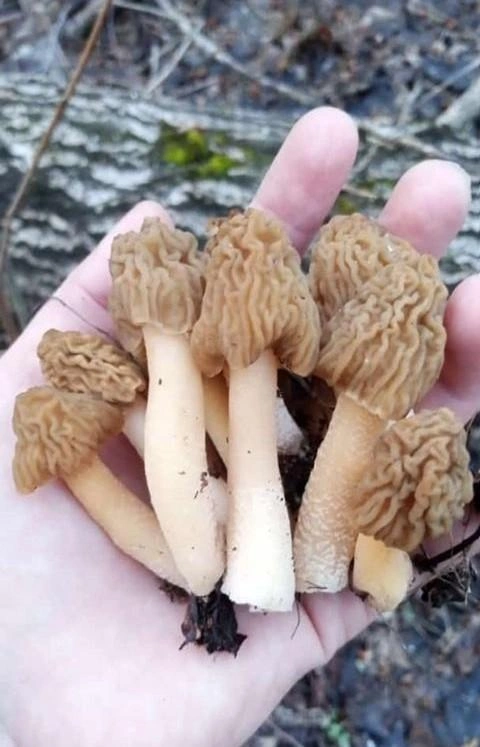 Источник: Виктория Степанова / «Грибы и грибники Екатеринбурга и Свердловской области» / Vk.com