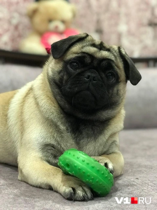 Посмотрите, какая же булочка! | Источник: читатели V1.RU